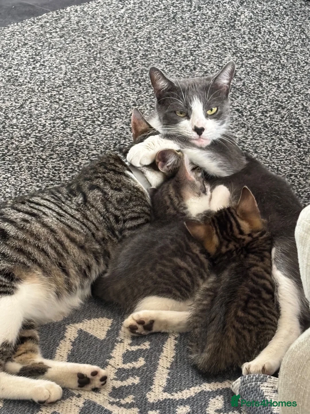 Mixed Breed cats for sale: Grey tabby and brown tabby kittens  - Advert 14