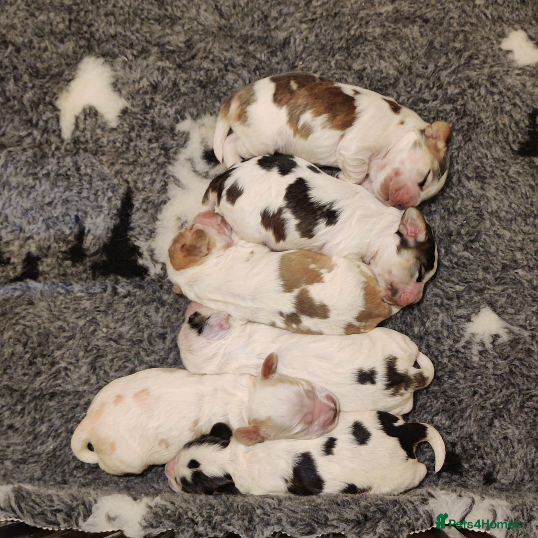 Cocker Spaniel dogs for sale: KC Registered Show Type Cocker Spaniels  - Advert 8