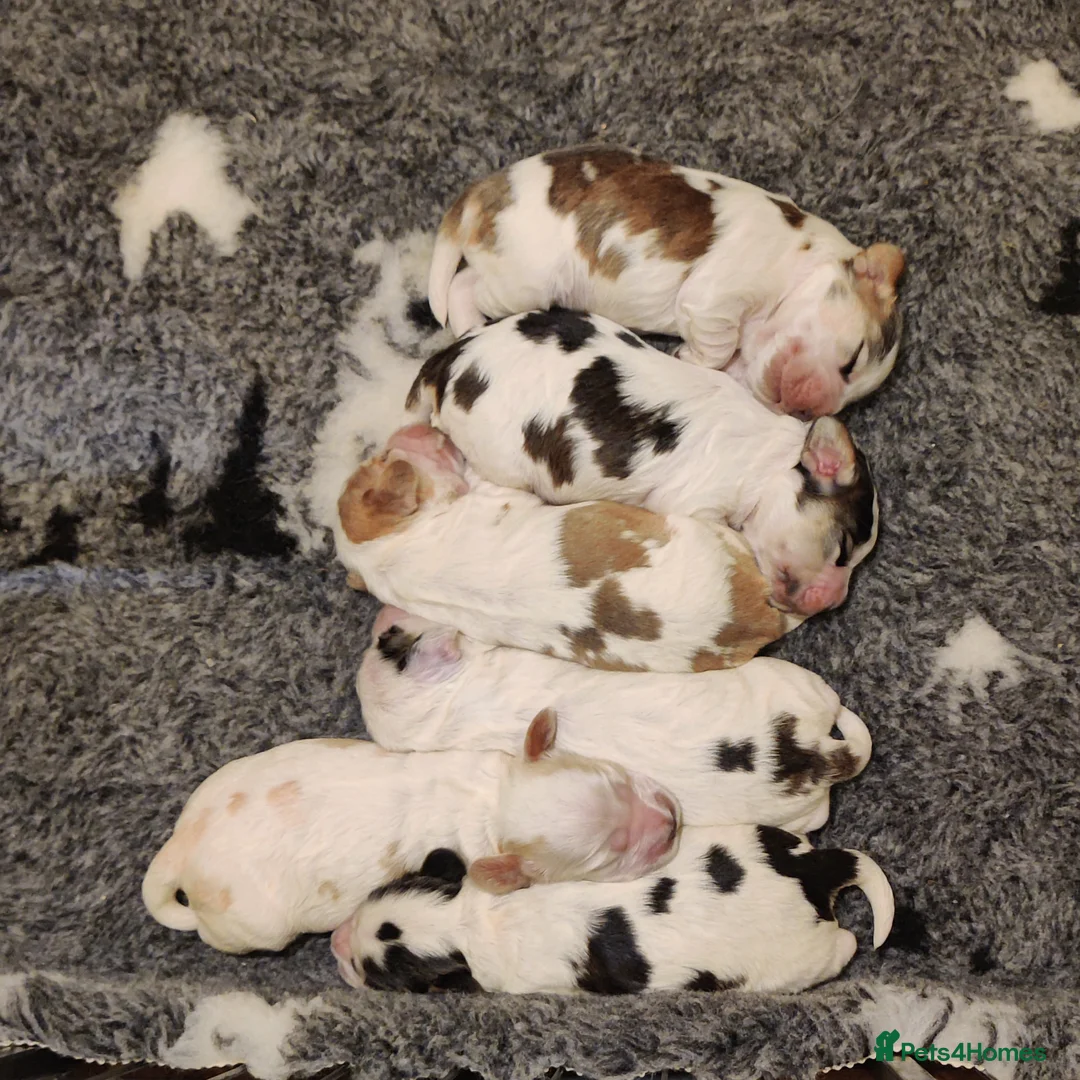 Cocker Spaniel dogs for sale: KC Registered Show Type Cocker Spaniels  - Advert 8