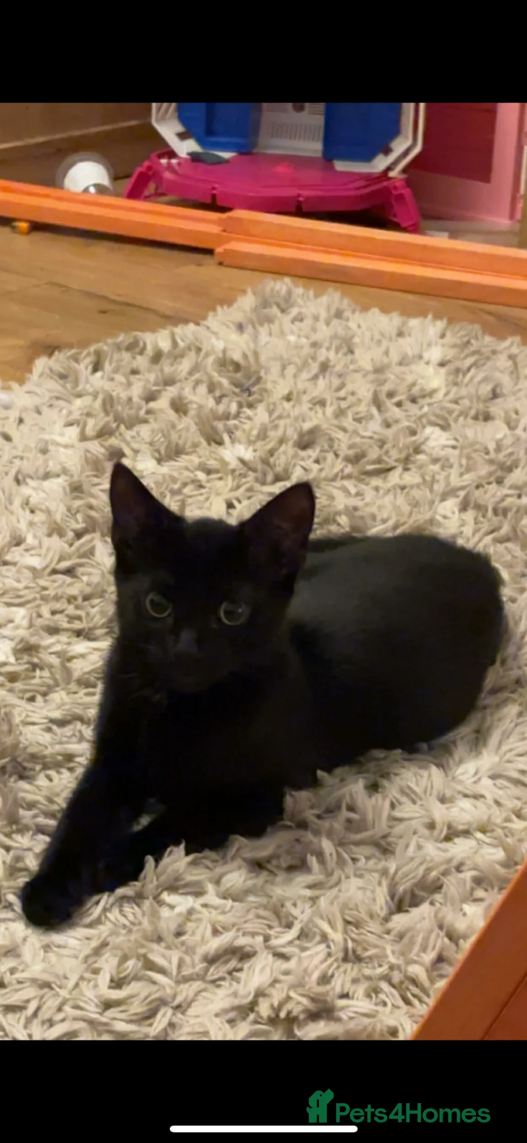 British Shorthair cats for sale: Male black kitten in Bridgwater - Advert 1