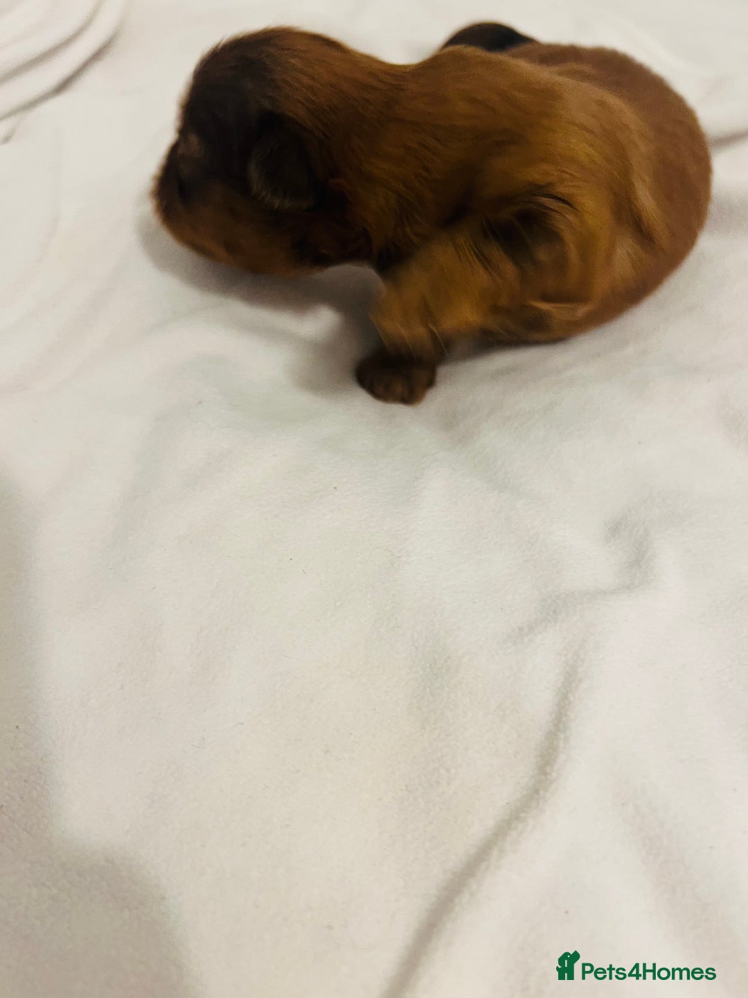 Shih Tzu dogs for sale: KC registered pure breed imperial shihtzu puppies  - Advert 11