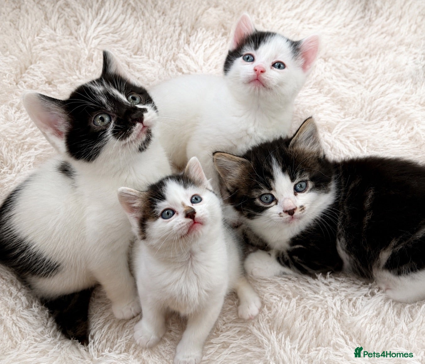 Mixed Breed cats  4 Adorable Tabby Kittens for Loving Homes - Advert 1