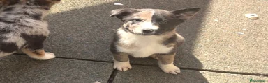 Rehomed