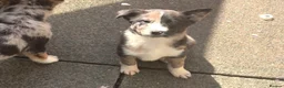 Mixed Breed dogs for sale: Malinios x Collie  - Advert 2