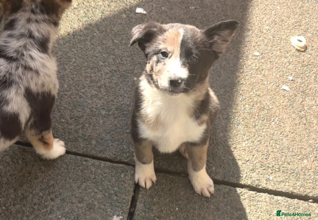 Mixed Breed dogs for sale: Malinios x Collie  - Advert 2