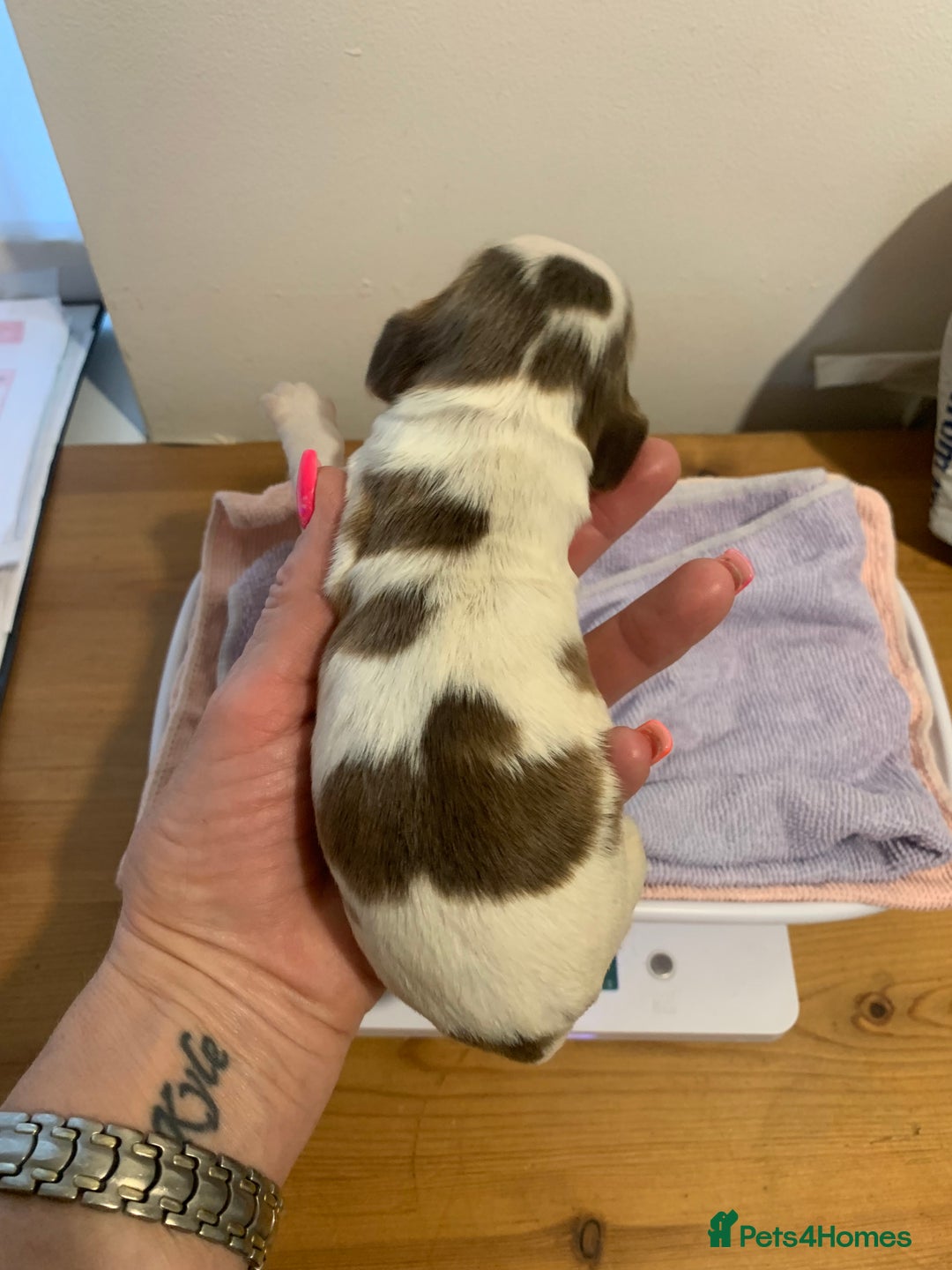 Cocker Spaniel dogs for sale: Beautiful show line cocker spaniel puppies  - Advert 14