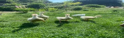 Geese poultry for sale: Stunning hand reared friendly Embden Gander - Advert 6