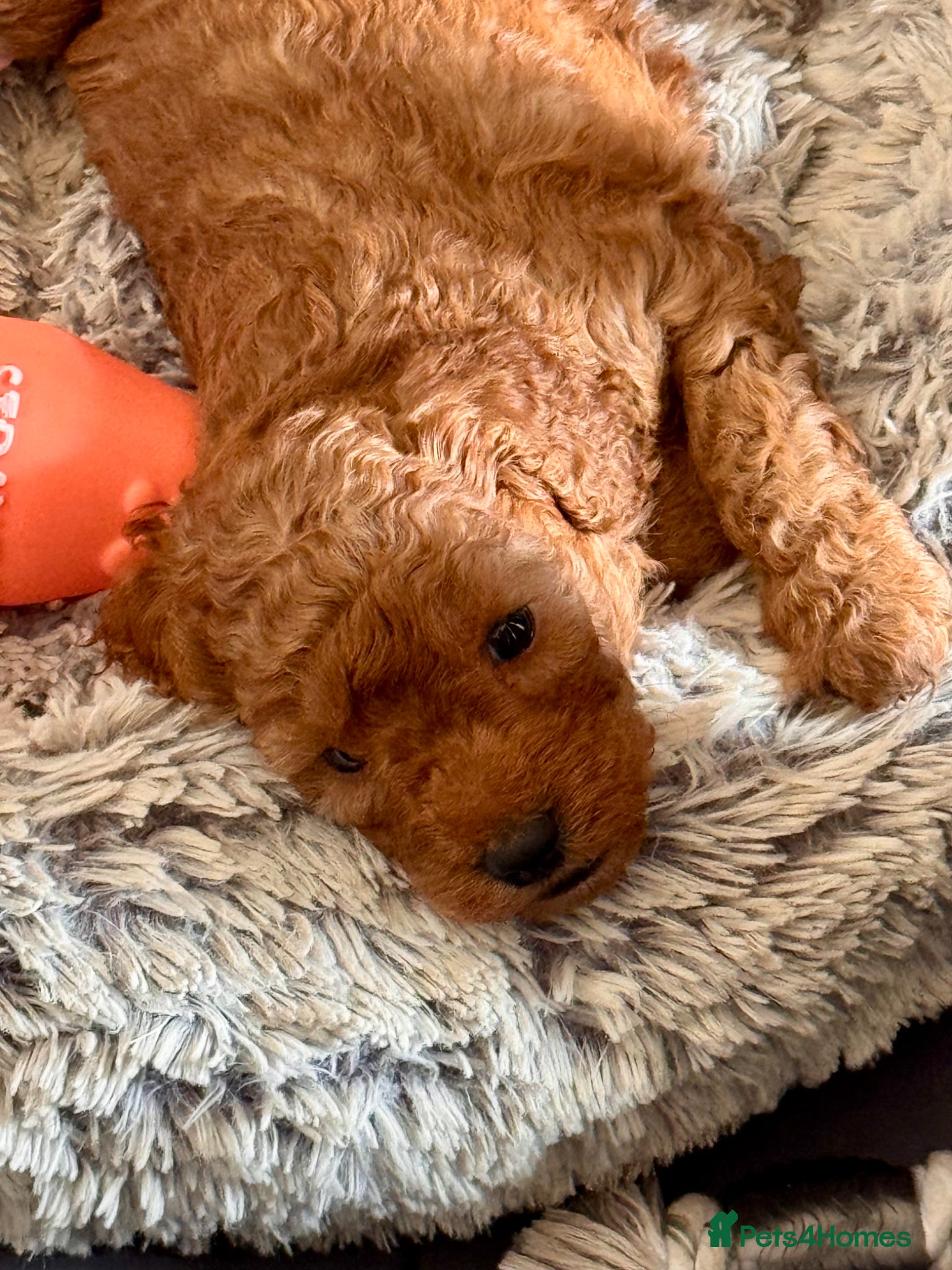 Cavapoo dogs Exceptional Pups Raised by a Professional Trainer. - Advert 2