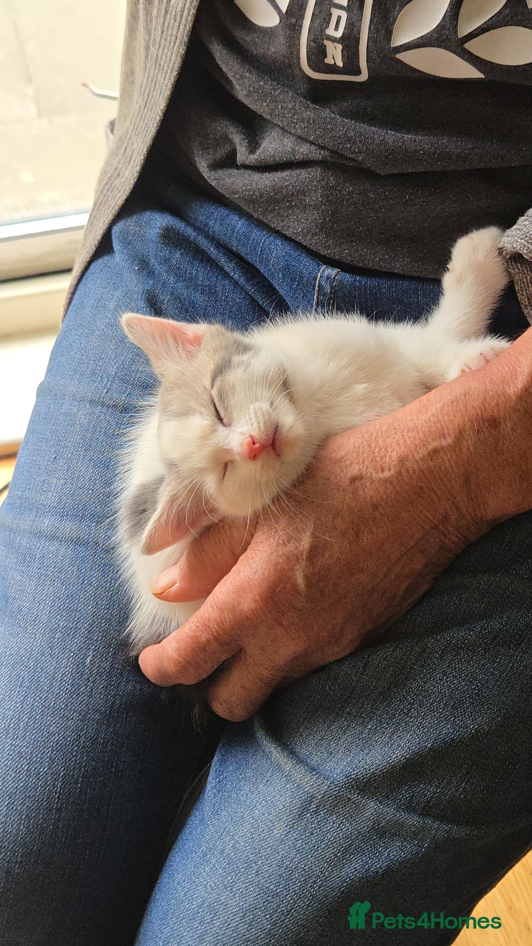 British Shorthair cats for sale: Two beautiful kittens, one male and one female  - Image 7