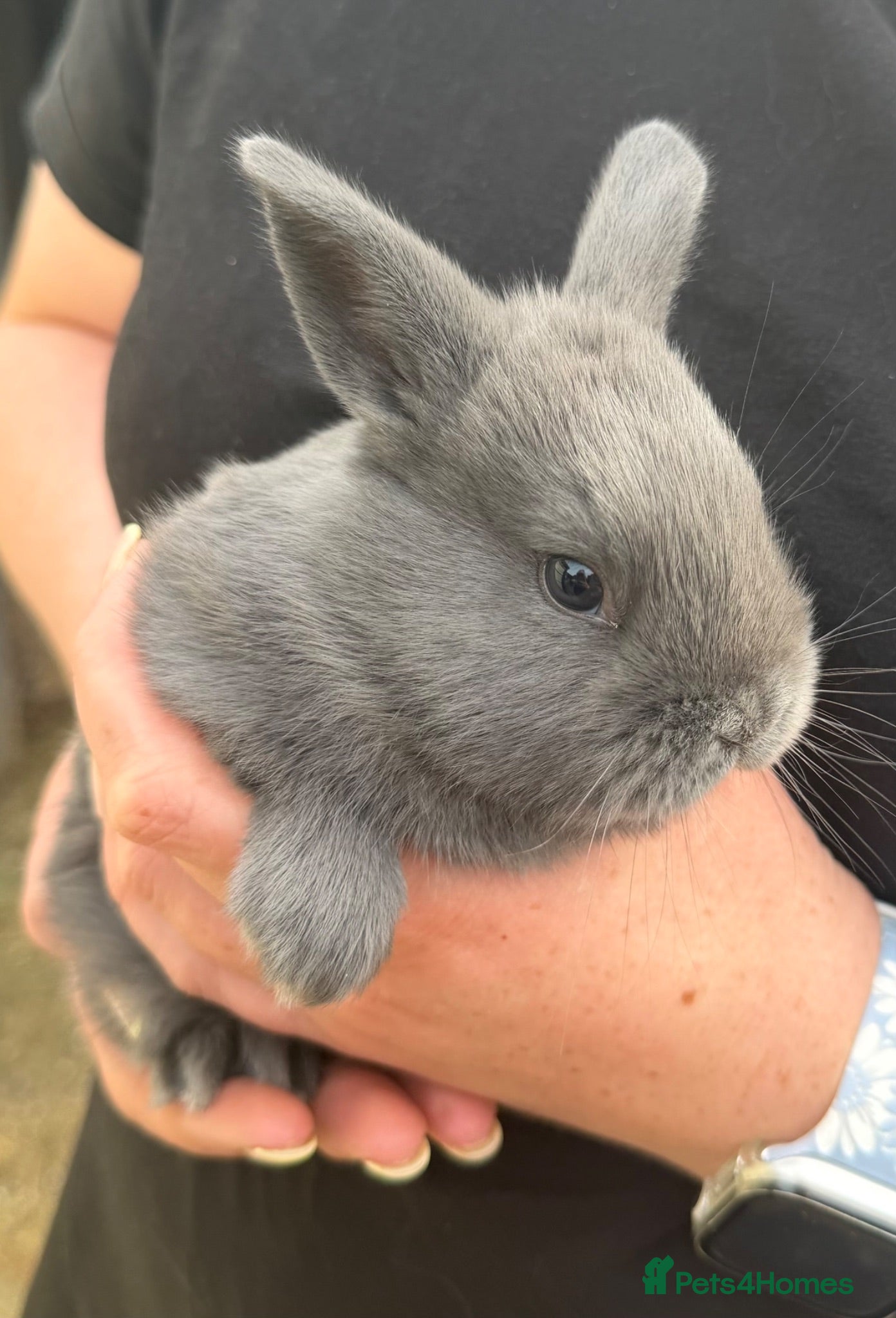 Mixed Breed rabbits Bunnies for sale - Advert 5