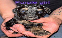Toy Poodle dogs for sale: Toy poodle full pedigree for sale - Image 1