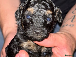 Toy Poodle dogs - Advert 18