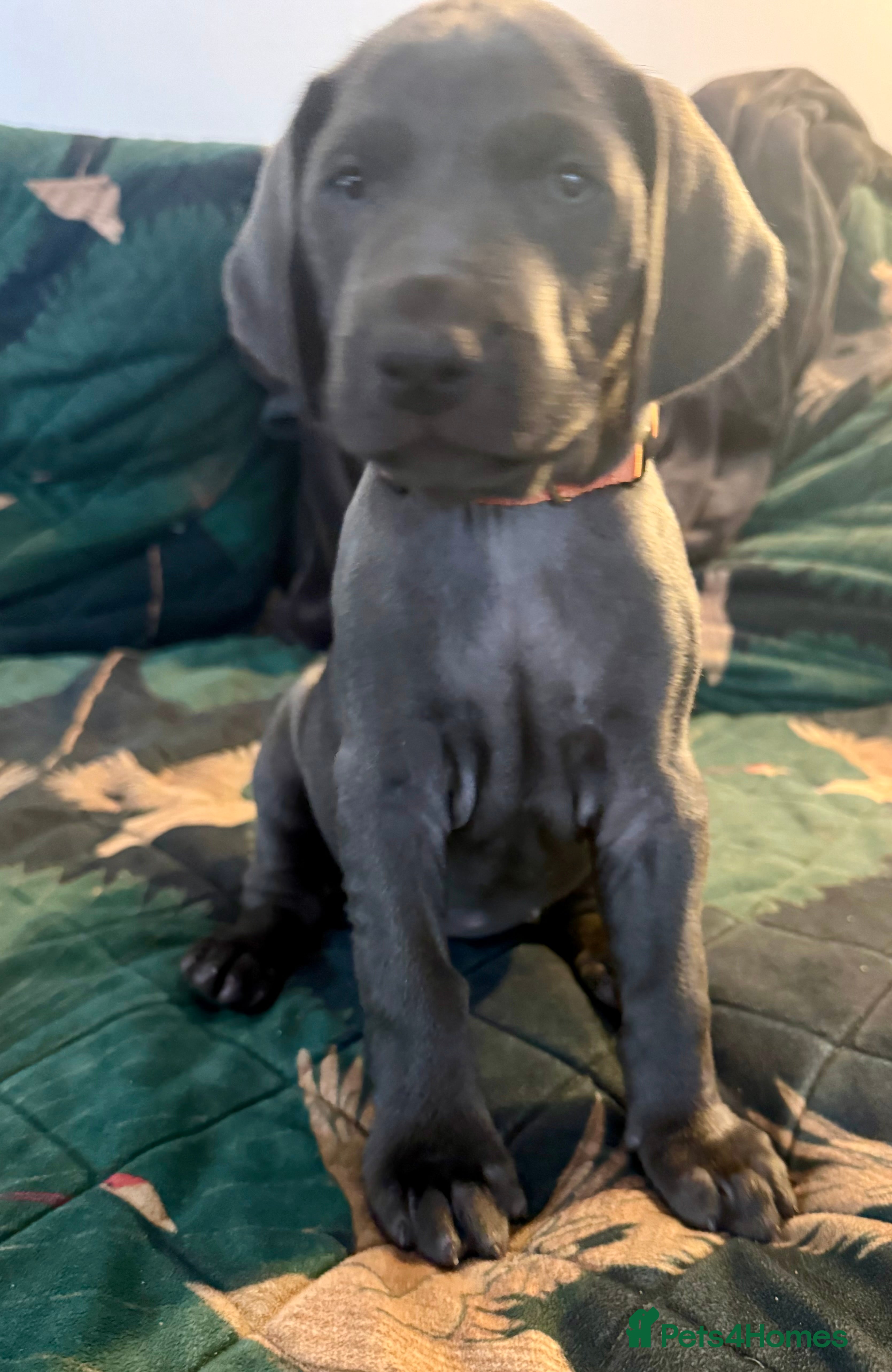 Weimaraner dogs KC Reg Weimaraner Puppies Silver & Blue - Advert 2