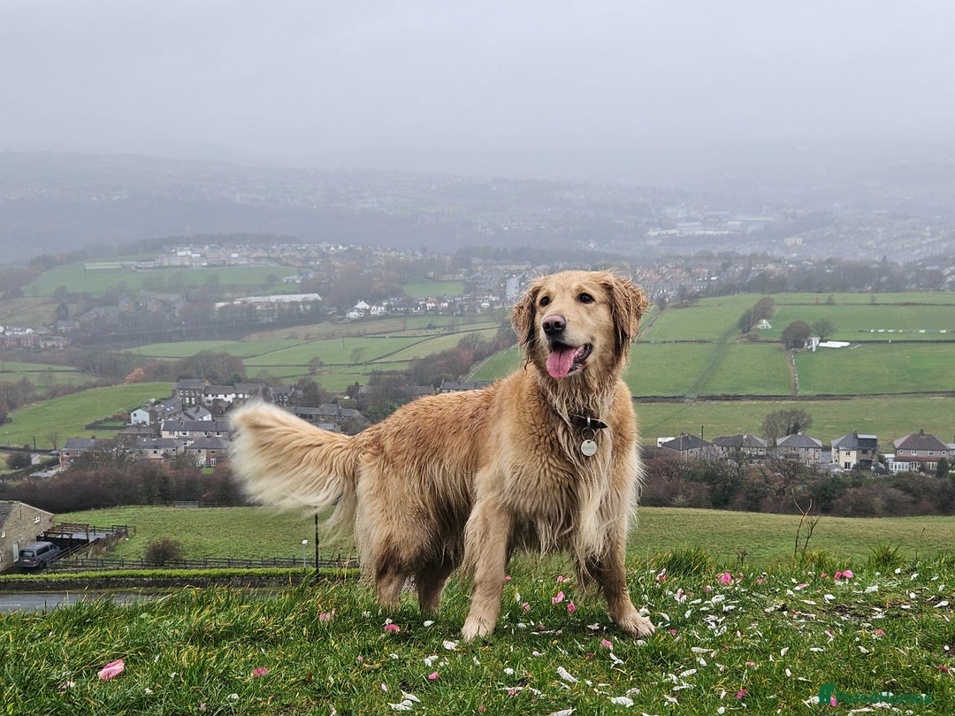 Golden Retriever dogs for sale: Golden Retriever Puppies for Sale - Advert 7