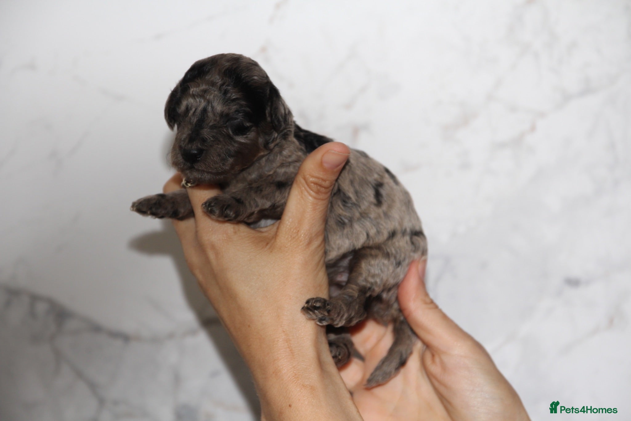 Miniature Poodle dogs Beautiful miniature poodle puppies  - Advert 1