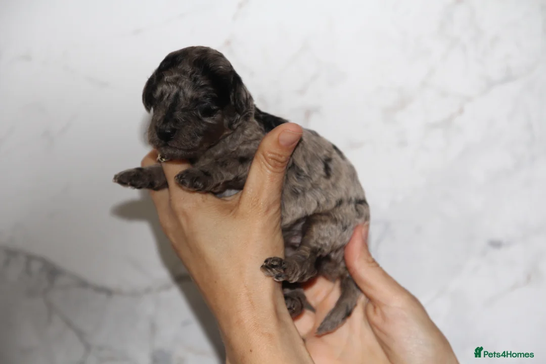 Miniature Poodle dogs for sale: Beautiful miniature poodle puppies  - Advert 1