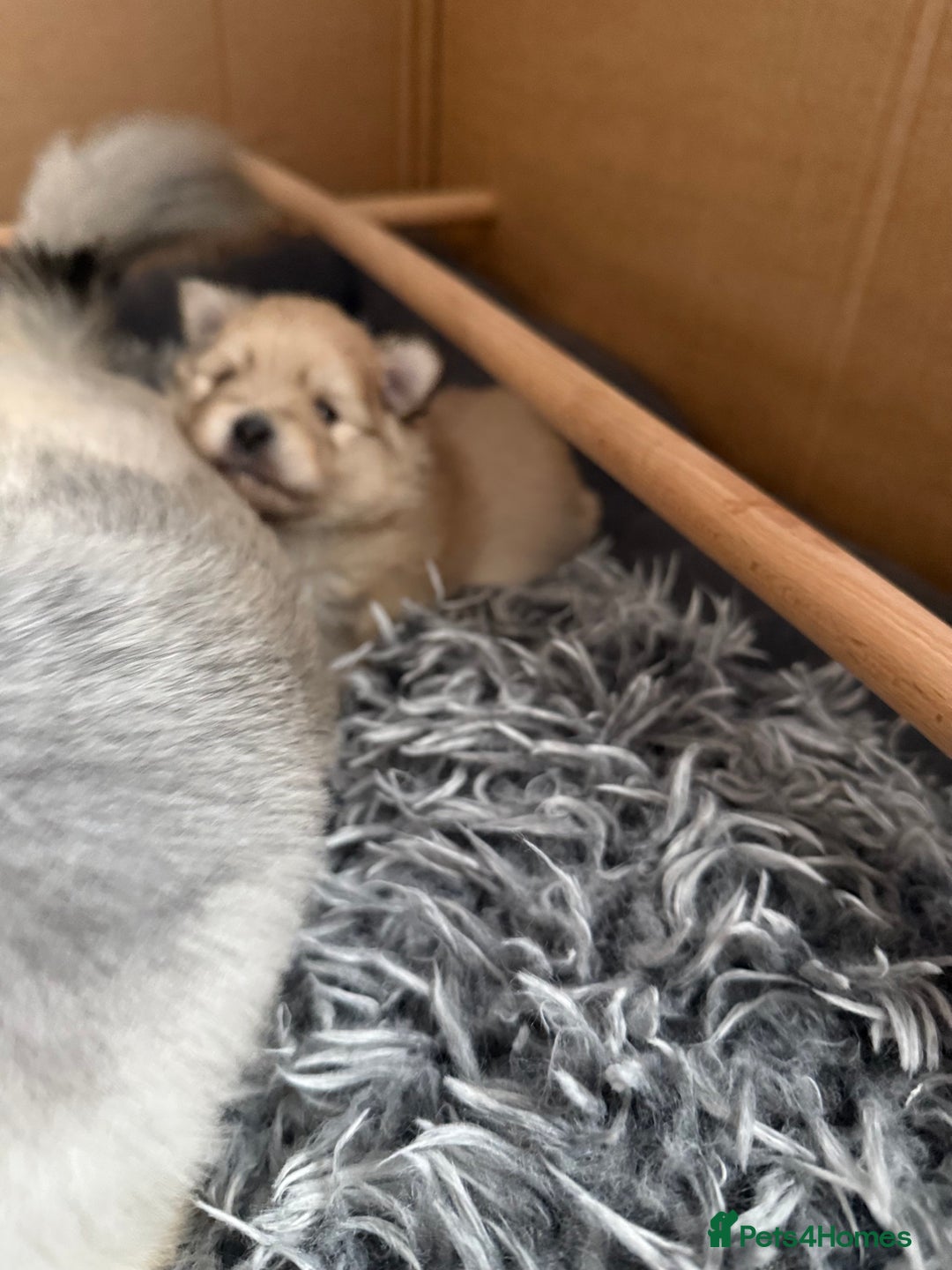 Pomchi dogs for sale: 3/4 Pom 1/4 chi Pomchi F1BB - Advert 35