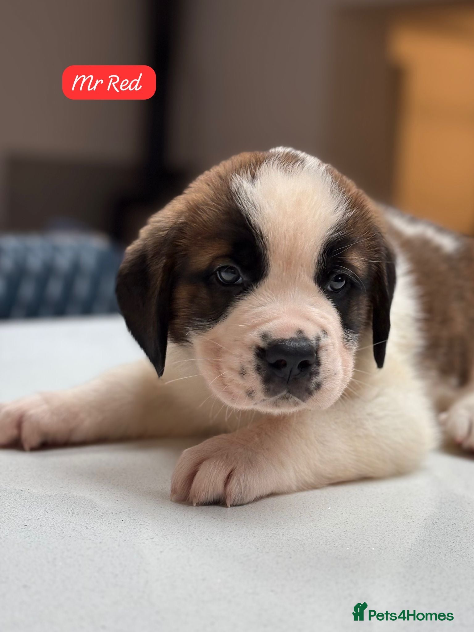 Saint Bernard dogs Gorgeous Saint Bernard KC Reg Pups - Advert 10