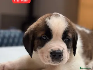 Saint Bernard dogs Gorgeous Saint Bernard KC Reg Pups - Advert 10