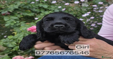 Cocker Spaniel dogs - Advert 13