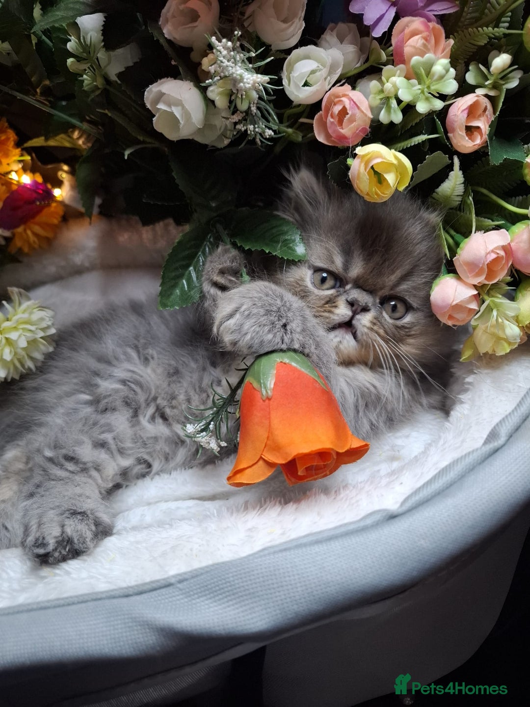 Persian cats for sale: Persian Kittens looking for their forever homes - Image 1