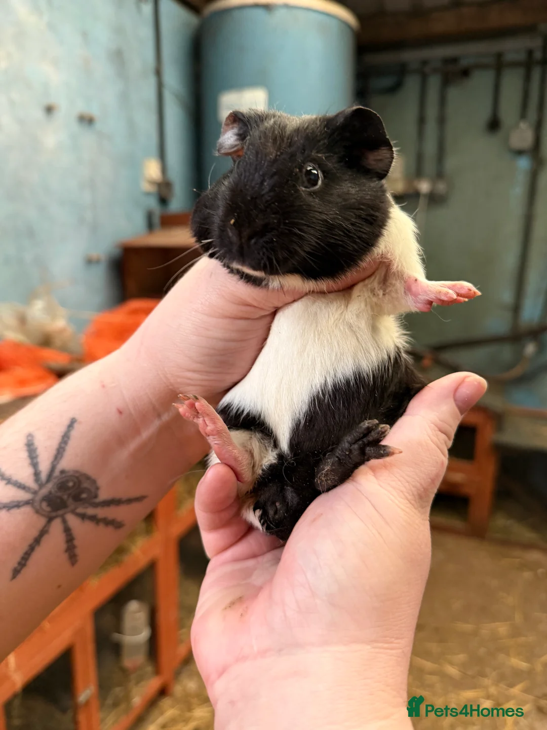 Guinea Pig rodents for sale: Baby female guinea pigs - Advert 5
