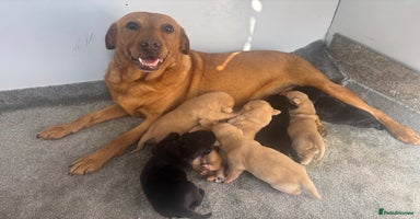 Labrador Retriever dogs - Advert 5