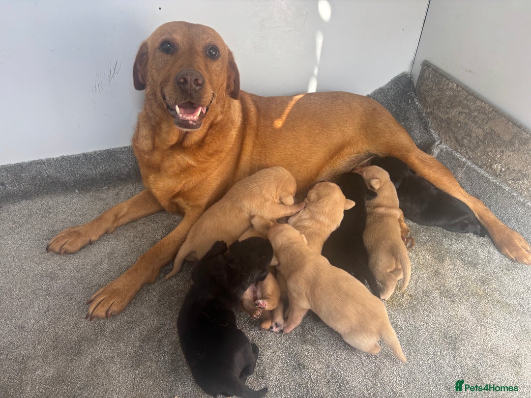 Labrador Retriever dogs for sale: 8 Kennel club reg  health tested chunky Labradors  - Image 1