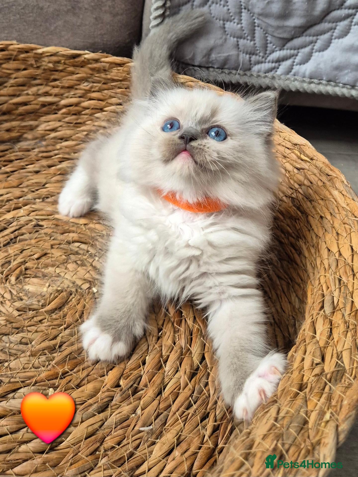 Ragdoll cats DNA tested Ragdoll kittens  - Advert 14