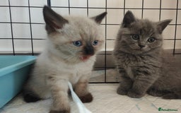 British Shorthair cats for sale: British Shorthair Kittens - Image 25