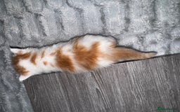 Mixed Breed cats for sale: 7 Mixed Kittens - Ginger, Tabby, Calico, White - Advert 26