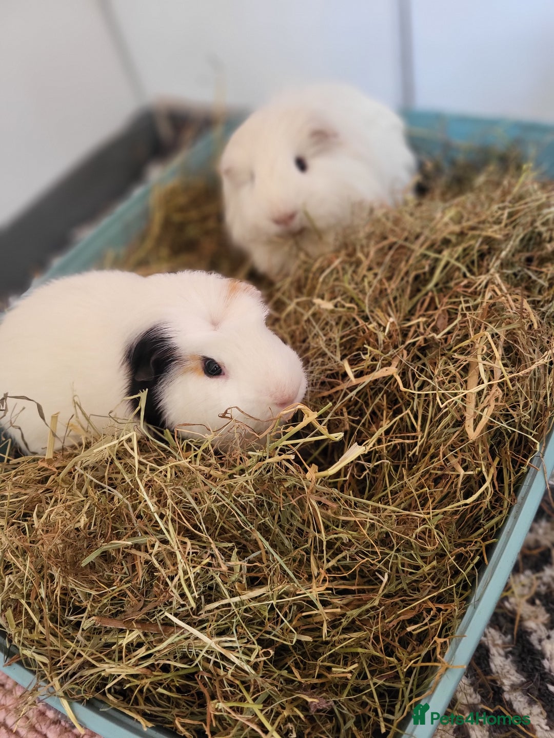 Guinea Pig rodents for sale: 2 x male guinea pigs. Bonded brothers - Image 3