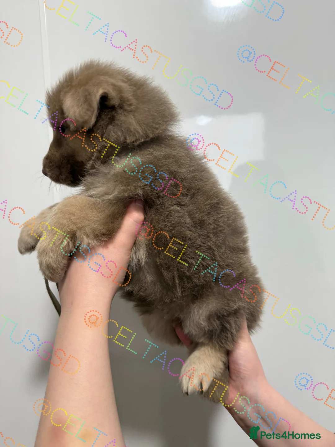 German Shepherd dogs for sale: Kcreg white blue and Isabella German shepherd pups - Advert 12