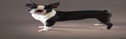 Boston Terrier dogs for stud: Classic Boston Terrier - Advert 3