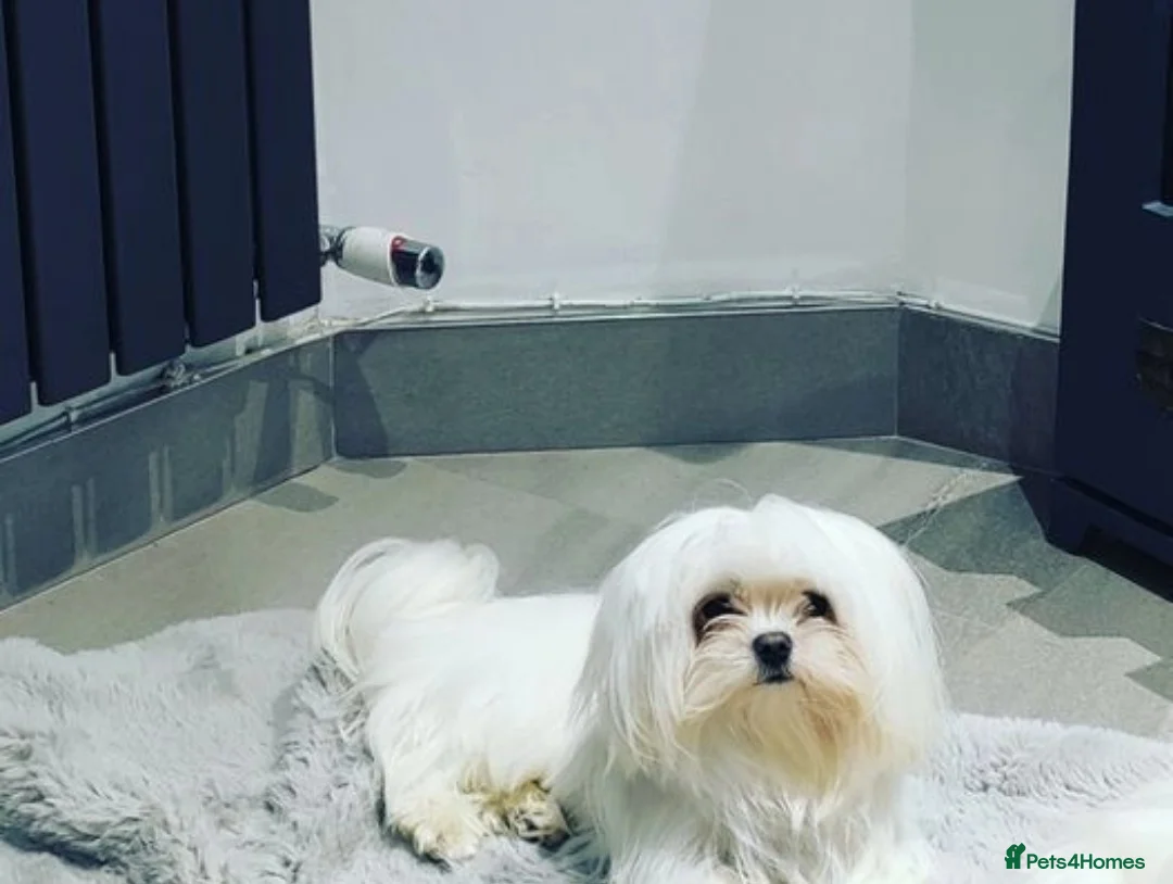 Maltese dogs for stud:  KC Maltese stud Korean line  in Derby - Advert 15