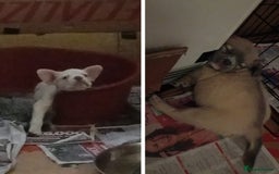 French Bulldog dogs for sale: French bulldog puppies ready to go - Image 3
