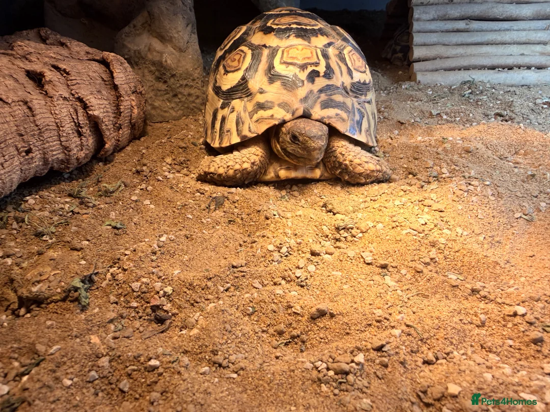 Tortoise reptiles for sale: Two Leopard Tortoise with setup - Advert 1