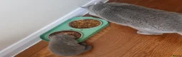 British Shorthair cats for sale: 3 male baby cat british shorthair - Advert 39