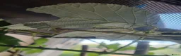 Stick Insects invertebrates for sale: Indian Stick Insects – for sale  in Oxford - Advert 3