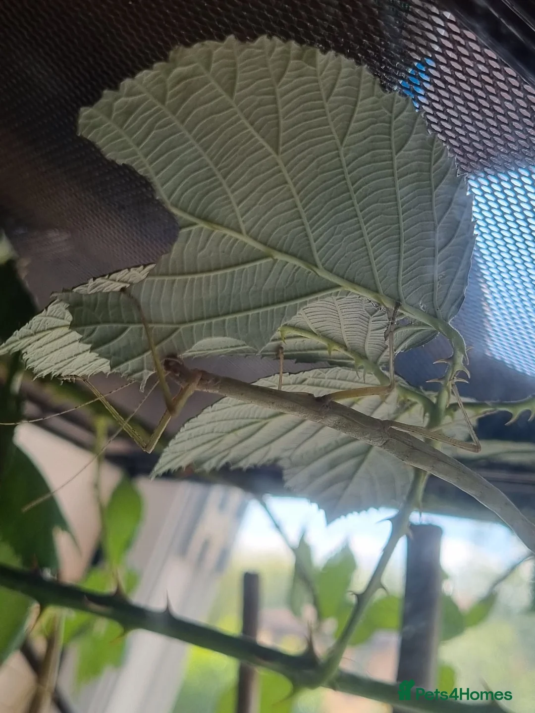 Stick Insects invertebrates for sale: Indian Stick Insects – for sale  in Oxford - Advert 3
