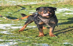 Rottweiler dogs for stud: Onex de Tierra Ibera now available for stud in Newark - Image 2