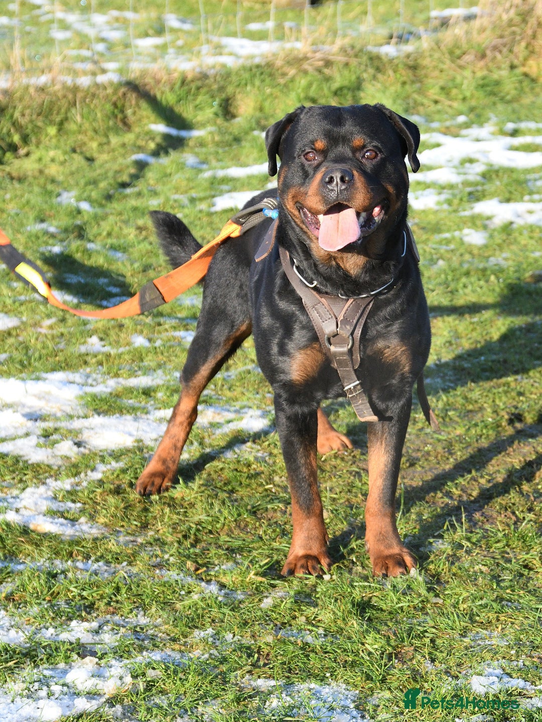 Rottweiler dogs for stud: Onex de Tierra Ibera now available for stud in Newark - Image 2