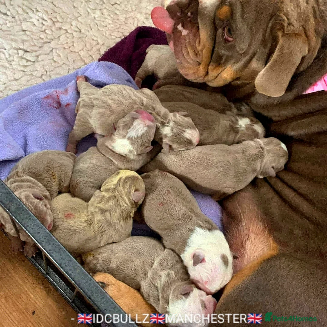 English Bulldog dogs for stud: Freddie Lilac tri stud in Manchester - Advert 10