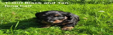 1. Girl – Black & Tan, Long Haired — £1,200