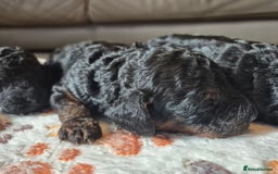 Cockapoo dogs for sale: 🐾 F1b Cockapoo Puppies for Sale 🐾 - Image 3