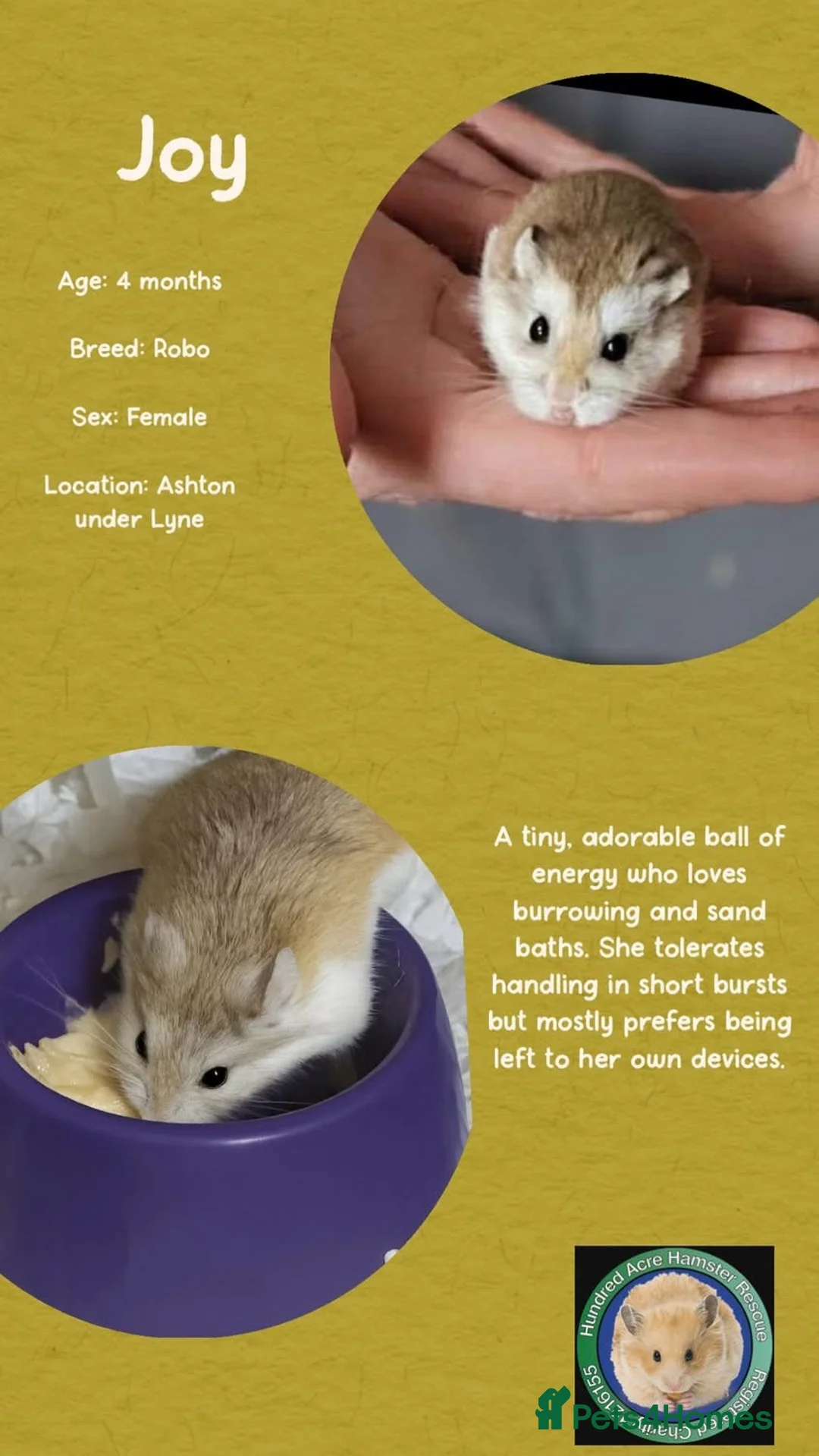 Hamster rodents for sale: Hamsters for adoption  - Advert 9