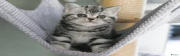 British Shorthair cats for sale: Stunning marble British shorthair kittens - Advert 3