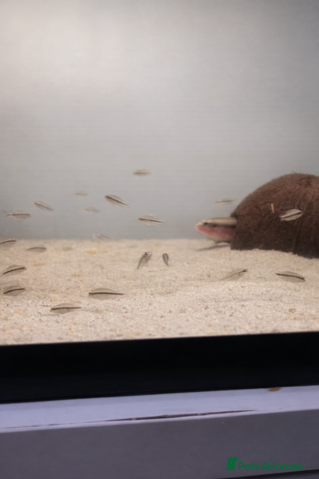 Rainbow Fish fish Kribensis Fish - Advert 1