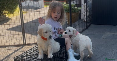 Golden Retriever dogs - Advert 15