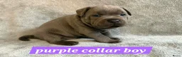 Staffordshire Bull Terrier dogs for sale: Tiny paws,  Big personalities 🐾❤️ - Advert 21